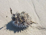 Surf fishing 223 bullet lure puffer fish