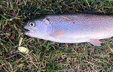 trout caught on fishing armory 22 inline spinner large french blade bullet lure