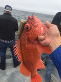 20mm RattLing Round - The Fishing Armory