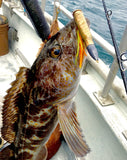 best lingcod jig fishing armory 50 cal lure