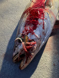 white sea bass lure fishing armory bullet lure