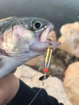 rainbow trout caught on the fishing armory  22 bullet lure spinner