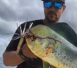 dorado caught on fishing armory 50ca wahoo bombl trolling lure
